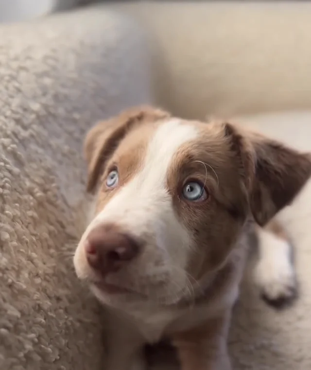 Bao the puppy's original photo